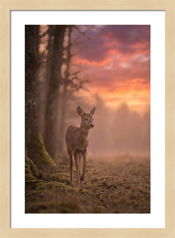 Deer Emerging From Misty Forest