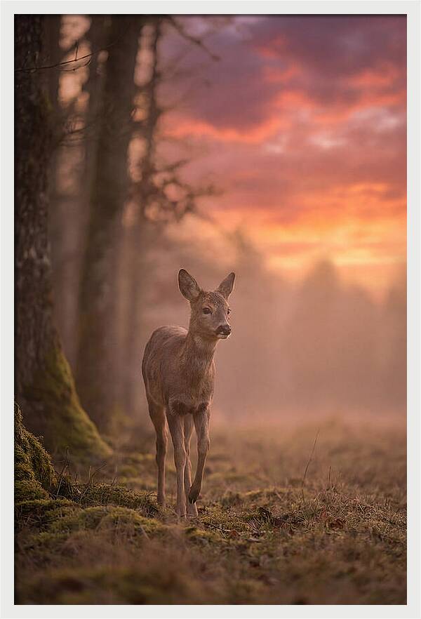 Deer Emerging From Misty Forest
