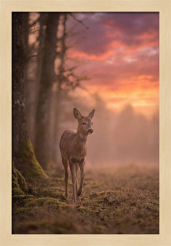 Deer Emerging From Misty Forest