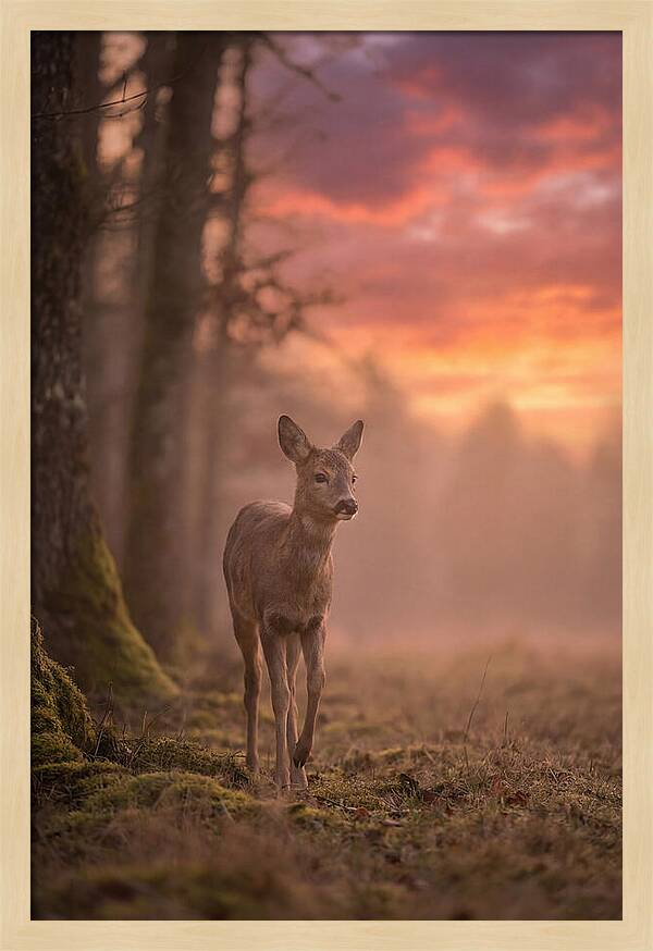 Deer Emerging From Misty Forest