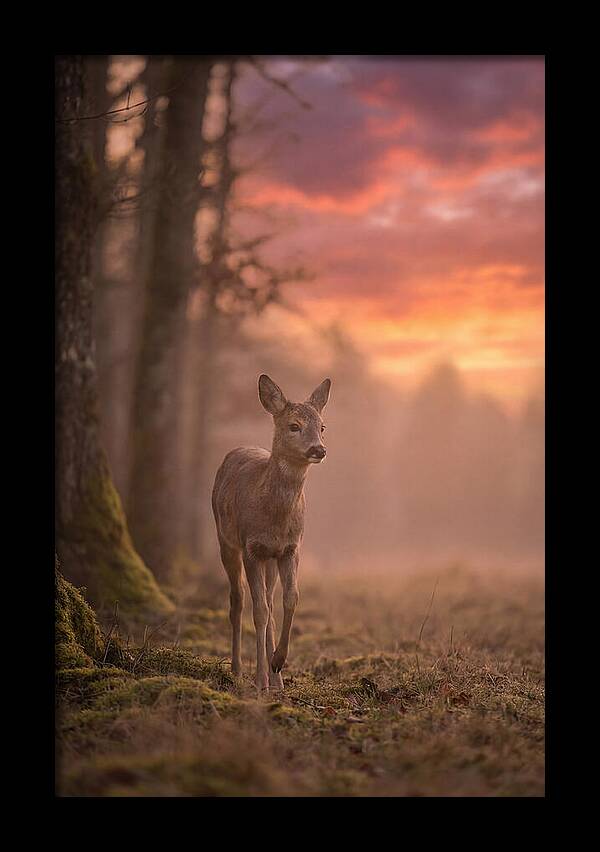 Deer Emerging From Misty Forest