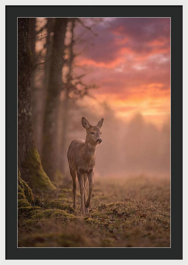 Deer Emerging From Misty Forest