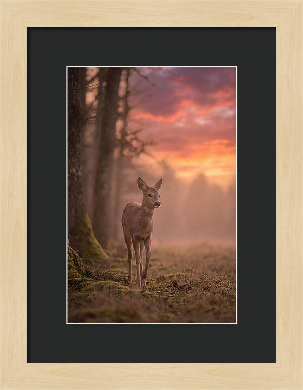 Deer Emerging From Misty Forest