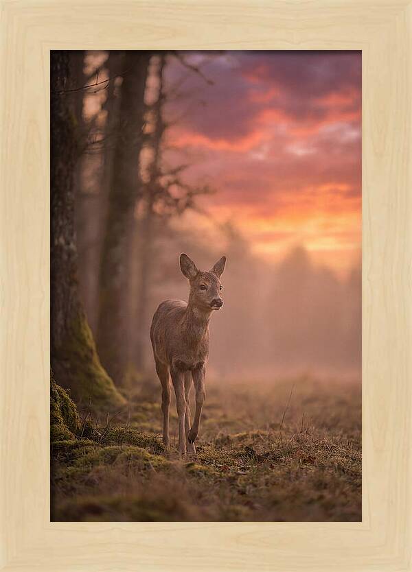 Deer Emerging From Misty Forest
