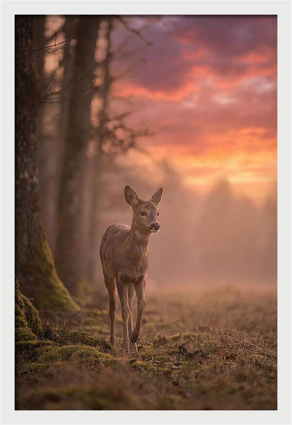 Deer Emerging From Misty Forest