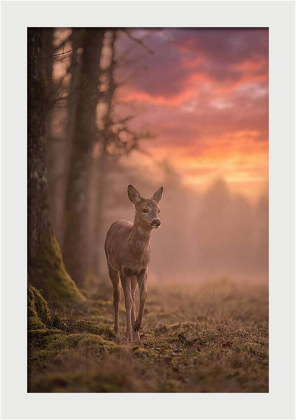 Deer Emerging From Misty Forest