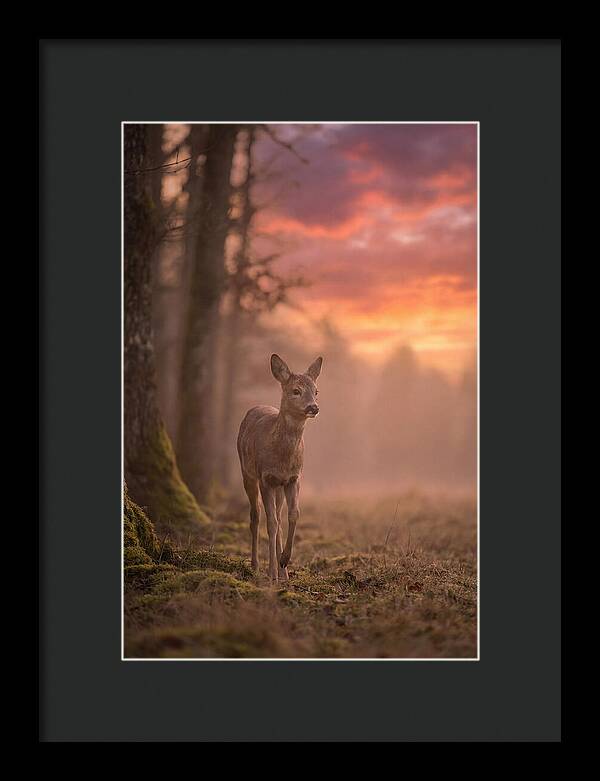 Deer Emerging From Misty Forest