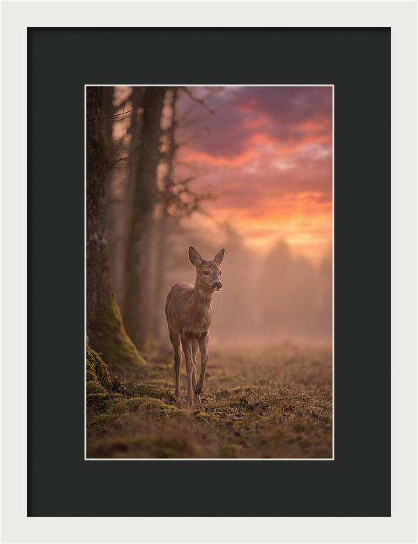 Deer Emerging From Misty Forest