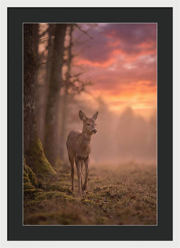 Deer Emerging From Misty Forest