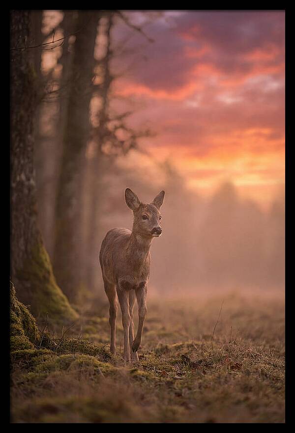 Deer Emerging From Misty Forest