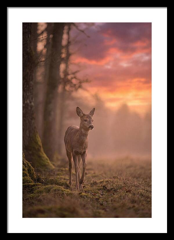 Deer Emerging From Misty Forest
