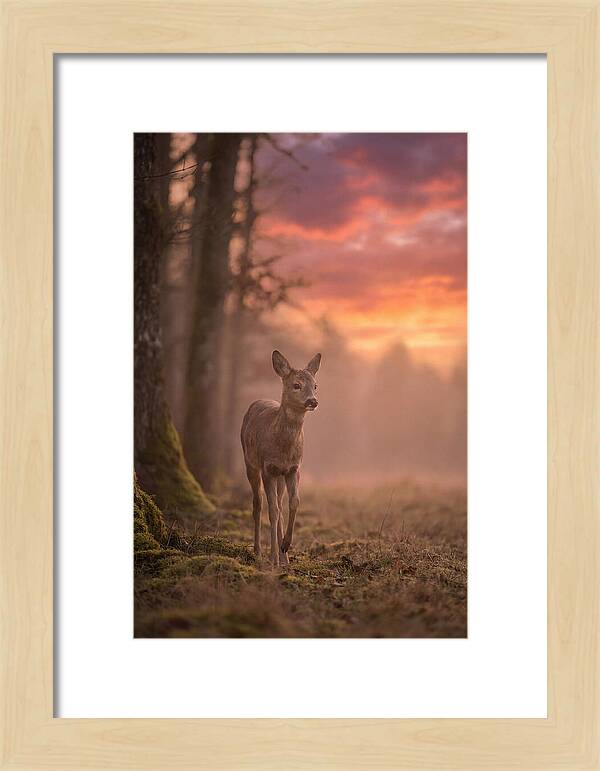 Deer Emerging From Misty Forest
