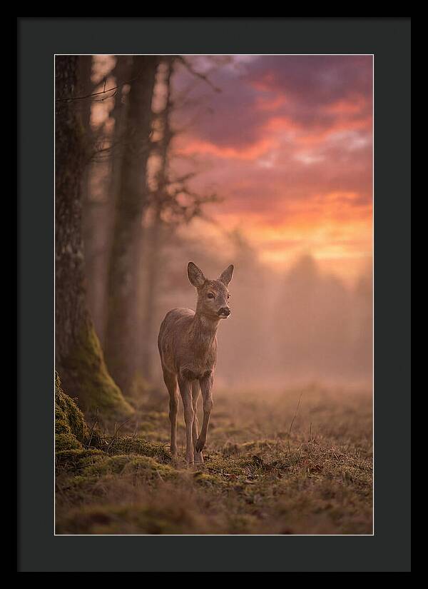 Deer Emerging From Misty Forest