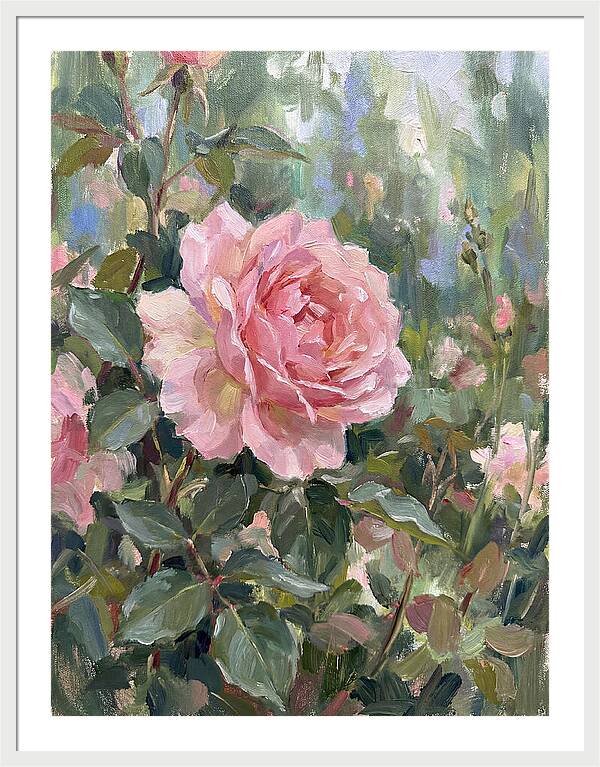Delicate Beauty Of A Rose