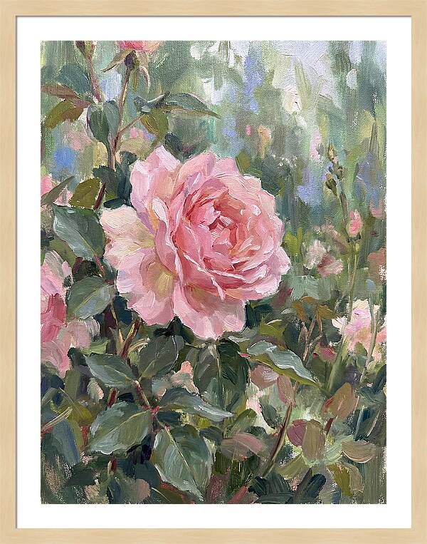 Delicate Beauty Of A Rose