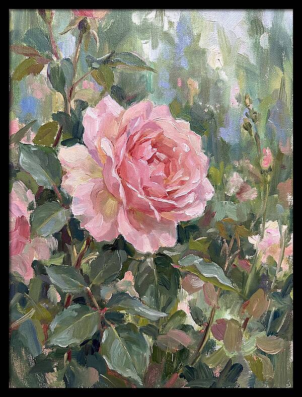 Delicate Beauty Of A Rose