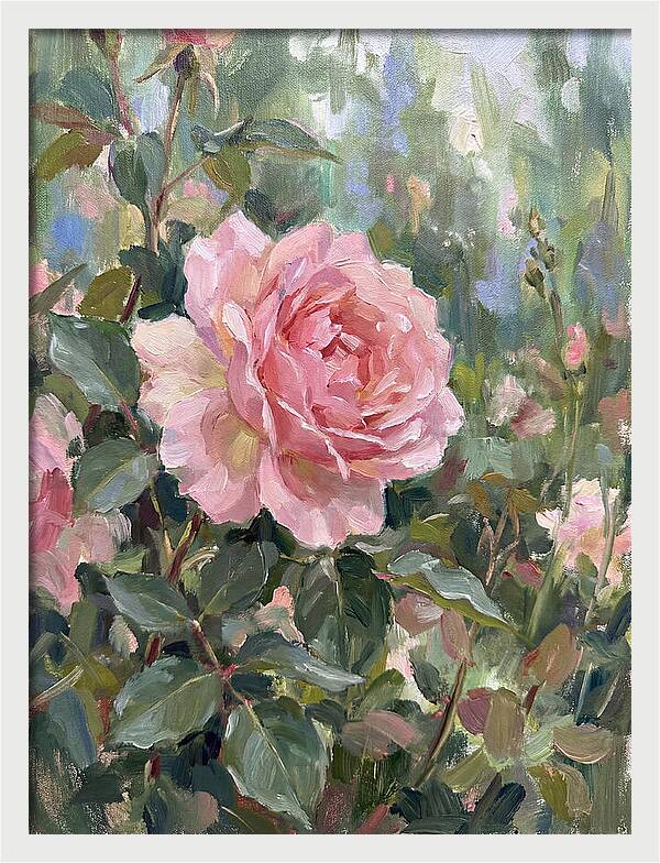 Delicate Beauty Of A Rose