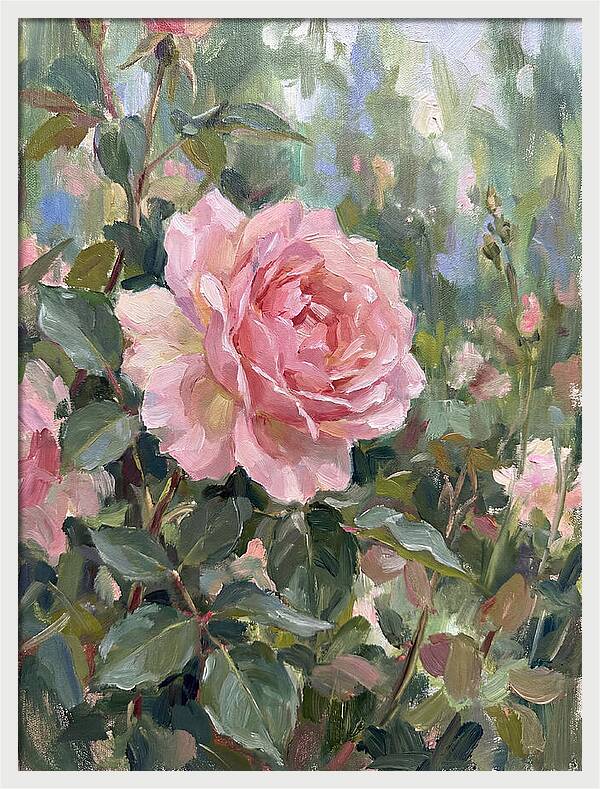 Delicate Beauty Of A Rose