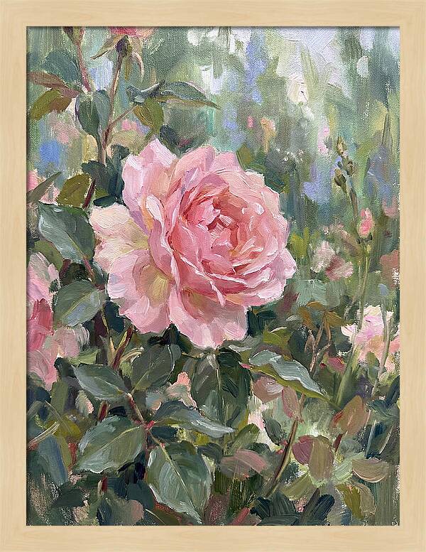 Delicate Beauty Of A Rose