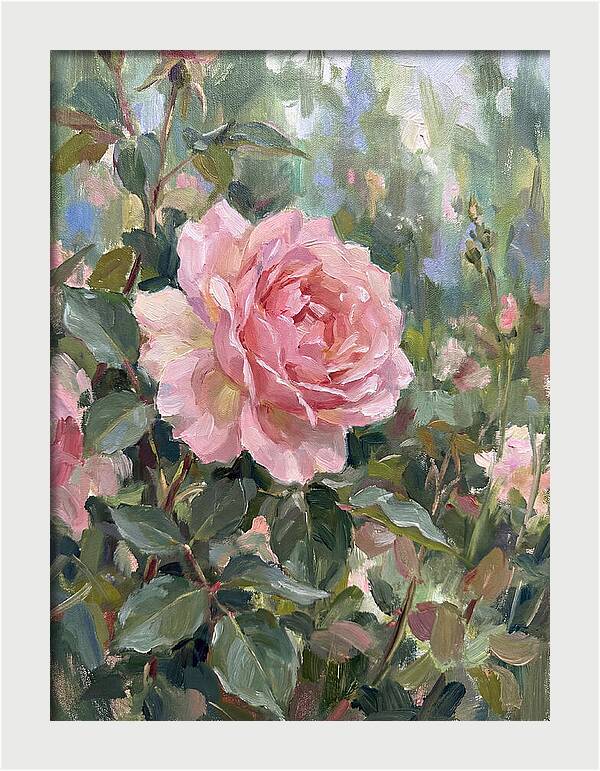 Delicate Beauty Of A Rose