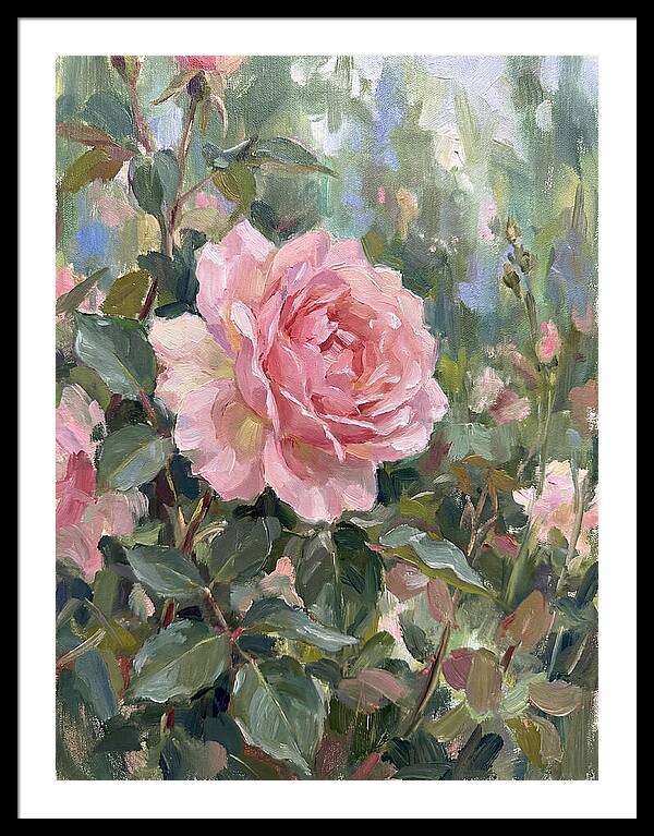 Delicate Beauty Of A Rose
