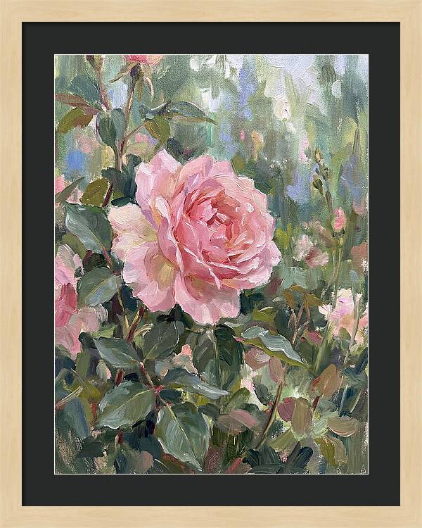 Delicate Beauty Of A Rose