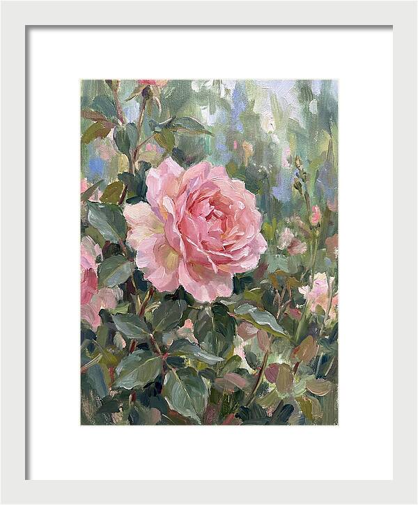 Delicate Beauty Of A Rose