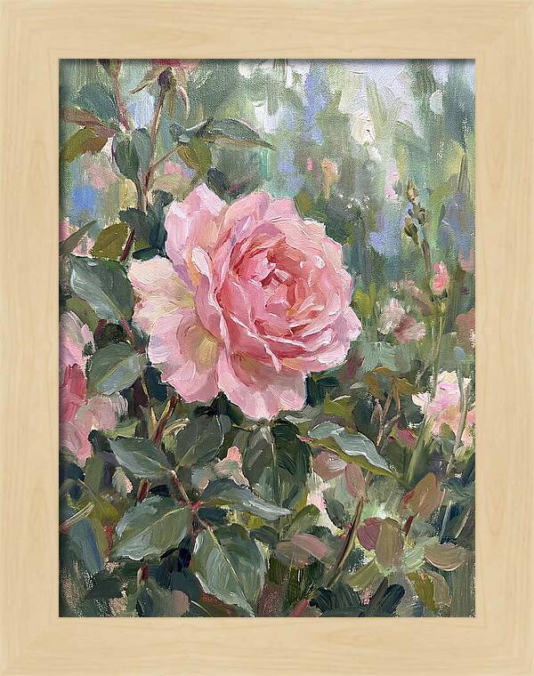 Delicate Beauty Of A Rose