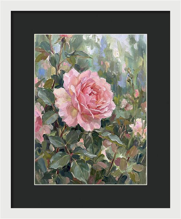 Delicate Beauty Of A Rose