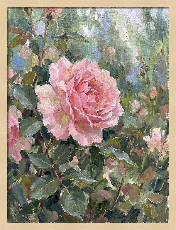 Delicate Beauty Of A Rose