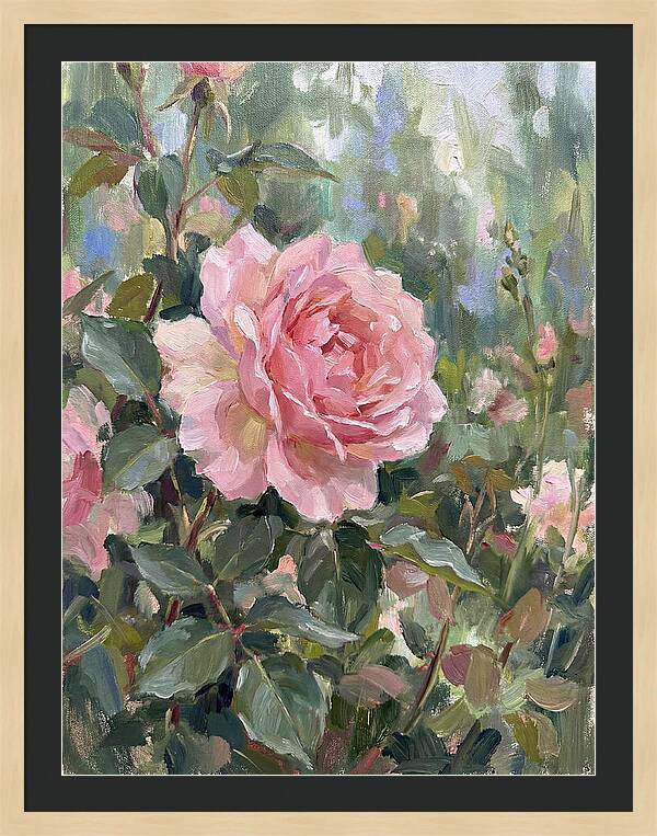 Delicate Beauty Of A Rose