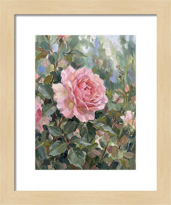 Delicate Beauty Of A Rose
