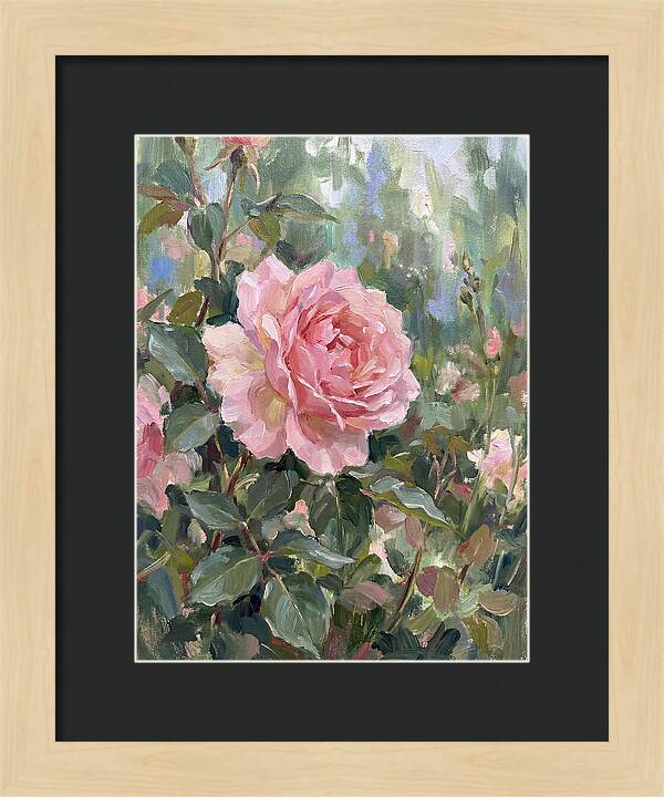 Delicate Beauty Of A Rose