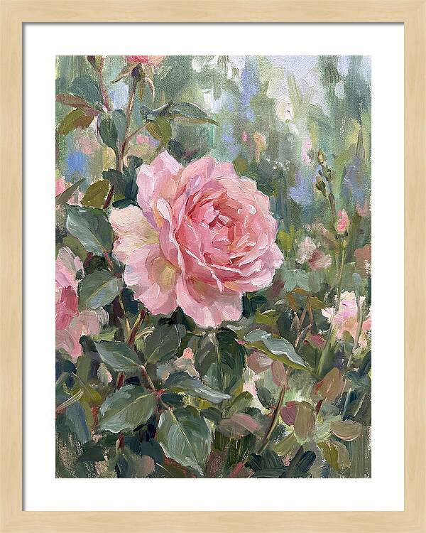 Delicate Beauty Of A Rose