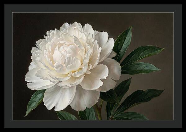 Delicate Beauty Of White Peonies