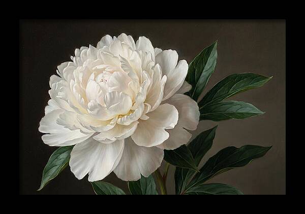 Delicate Beauty Of White Peonies