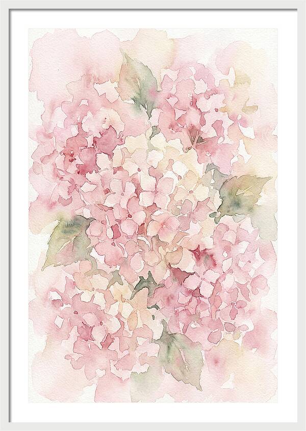 Delicate Hydrangea Blossoms