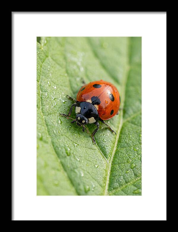 Delicate Ladybug Among Greenery