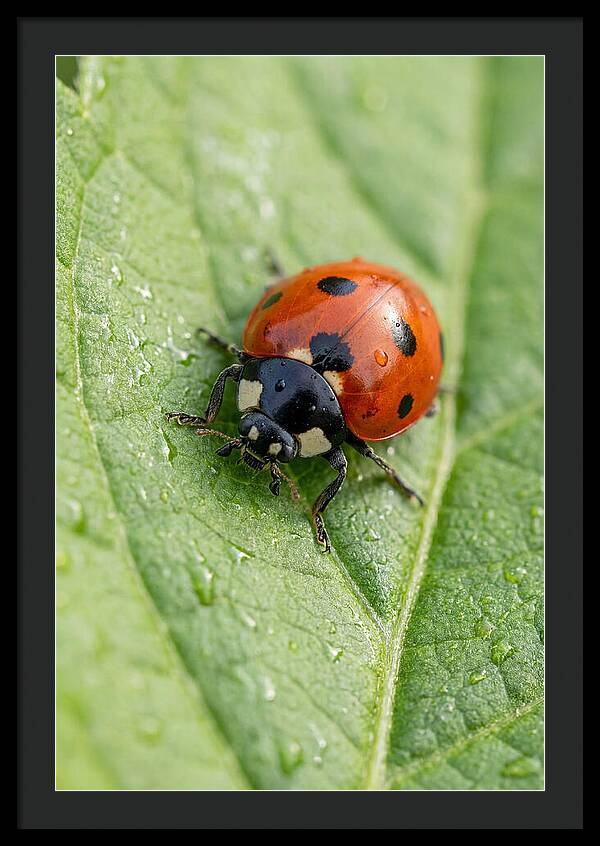 Delicate Ladybug Among Greenery
