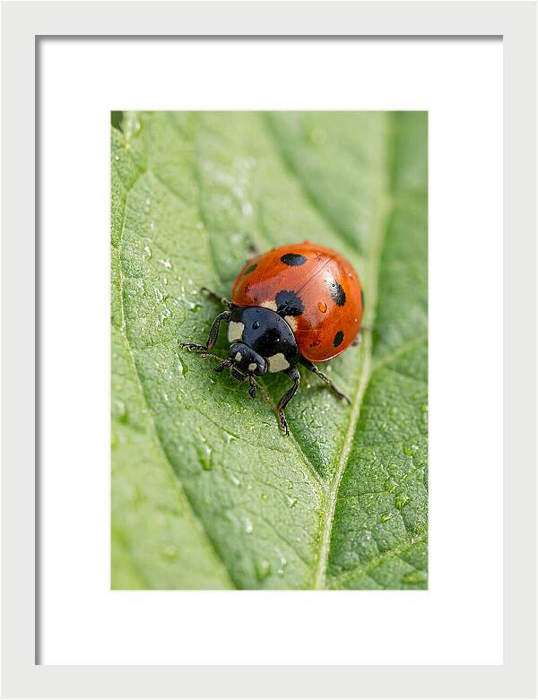 Delicate Ladybug Among Greenery
