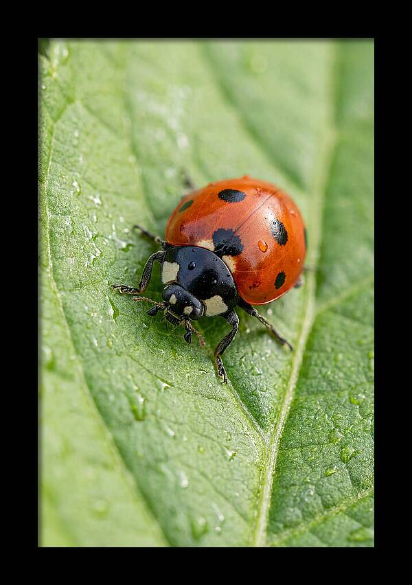 Delicate Ladybug Among Greenery