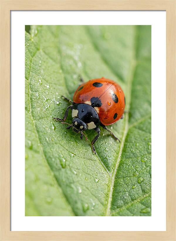 Delicate Ladybug Among Greenery