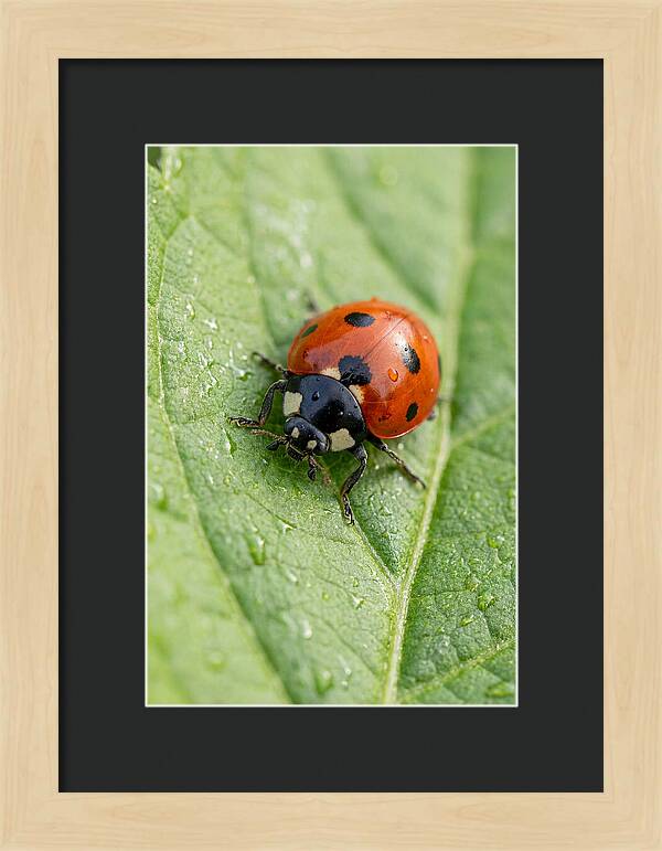 Delicate Ladybug Among Greenery