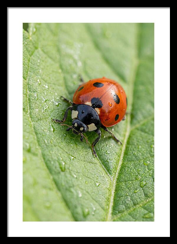 Delicate Ladybug Among Greenery