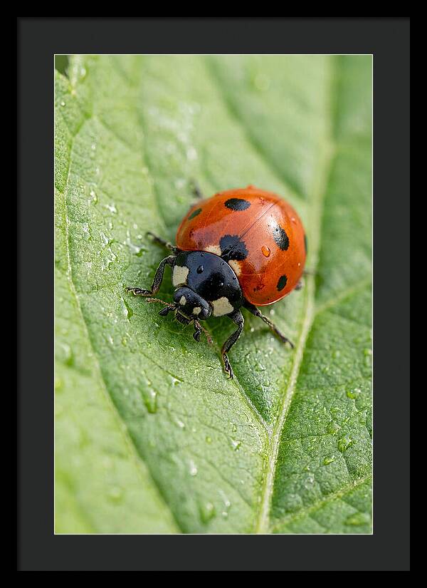 Delicate Ladybug Among Greenery