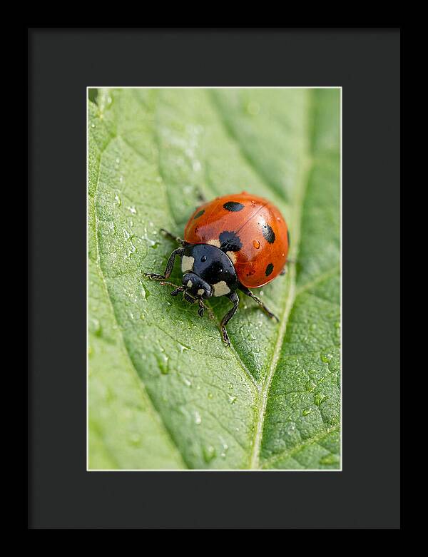 Delicate Ladybug Among Greenery