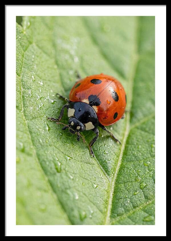 Delicate Ladybug Among Greenery