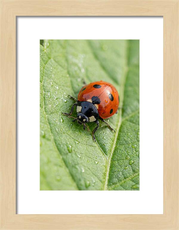 Delicate Ladybug Among Greenery
