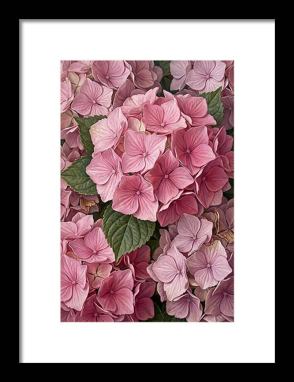 Delicate Pink Hydrangea Blossoms
