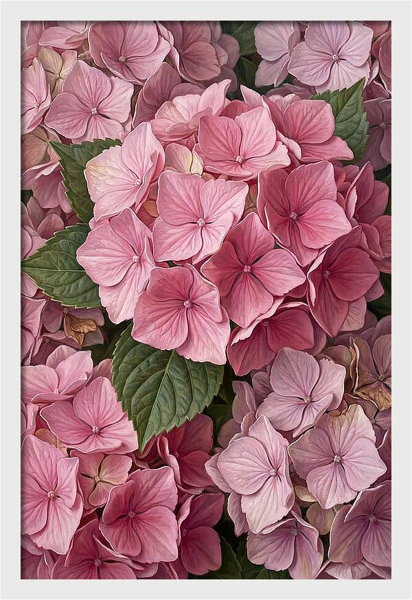 Delicate Pink Hydrangea Blossoms